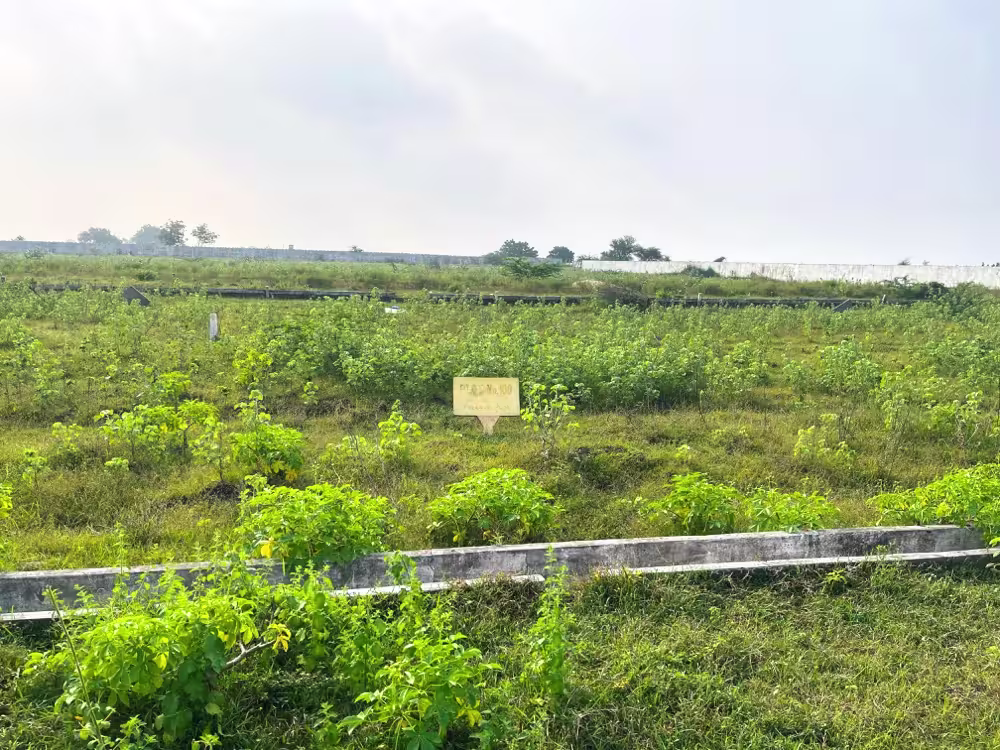 150 Sq.Yards Open Plot Sale @ ₹7500 Near Kanchikacherla